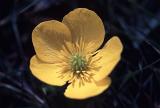 Single pretty yellow summer buttercup with a macro view to the pistils on top of the flower over a dark background