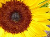 Macro view of a bright yellow sunflower, or Helianthus, showing the formation of the oily seeds and the colorful rays