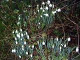 a clump of snowdrops growing in woodland