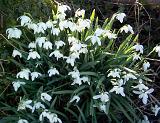 an outcrop of flowering snowdrops in an early spring woodland