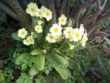Cluster of pretty yellow primrose flowers symbolic of spring usually found growing wild in woodland or cultivated in a garden