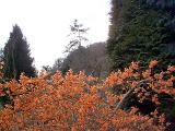 A large bush with many orange flowers