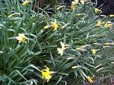 Large cluster of early spring daffodils or narcissus flowering in rural woodland, symbolic of the spring season