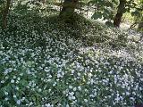 High angle view of white flowers blooming at the base of trees in a meadow