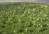 Flowering yellow daffodils in the sunshine in a meadow or field, symbolic of the spring season
