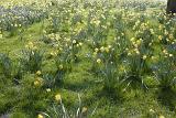 Yellow daffodils in spring woodland carpeting the green mossy ground in a cheerful colorful display