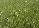 High angle view of daisies growing on grass lawn