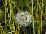 Old dandelion clock missing half its seeds on their delicate umbrella like parachute to waft away in the wind