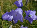 pretty blue harebell flowers in a summer meadow