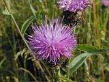 Pretty wild purple thistle flower growing in a rural meadow, close up nature floral or botanical background