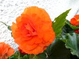 Colorful bright orange begonia flower growing in the garden against a rough plaster exterior white wall of a house in a close up view
