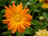 Ornamental bright orange daisy growing on a leafy green bush in a garden in a close up overhead view