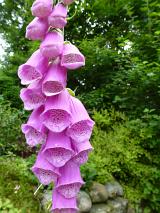 Pretty pink foxglove spike growing in woodland with its tubular flowers from which digitalis is derived, close up view