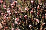 Close up full frame view of pink flowers on a Heather bush