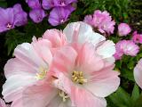 Close up detail on beautiful pink and white petals on flowers in garden close up for concept about beauty in nature.