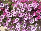 Colorful display of purple and pink petunias growing outdoors in a garden in summer
