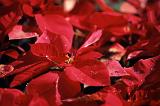 Colorful Christmas background of fresh red poinsettias symbolic of the festive Xmas season, full frame