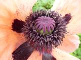 Tight detail close up of dark purple and green poppy flower head with orange accented petals