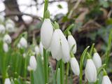 Close up view of a cluster of delicate white snowdrops growing in spring woodland