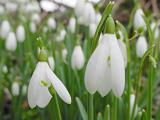 Delicate white snowdrops with their drooping tubular flowers growing outdoors in the garden, close up view