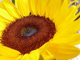 Close up on the center of a bright yellow sunflower or Helianthus showing the formation of the oily seeds for which they are cultivated