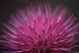 Close up detail with shallow DOF of a purple thistle flower over a dark background