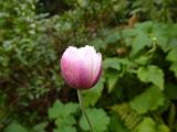 Single delicate pretty pink tulip blooming amongst lush greenery in a garden