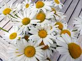 Bunch of fresh white summer daisies in a close up overhead view on a wooden deck or picnic table