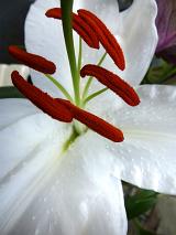 High angle view on white lilly flower and red stamen as extreme close up for nature theme