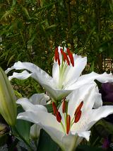 Two pure white Easter lilies with their distinctive vivid red stamens and anthers together with an unopened bud growing outdoors in a garden with copy space on greenery
