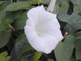 Pure white morning glory flower growing on a twining vine which usually only opens for a single day before closing in the evening