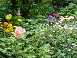 Display of assorted wild garden flowers flowering in a flowerbed in summer with a variety of colors and species in a nature or botanical background