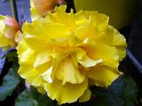 Single yellow pleated flower petals on begonia bloom for close up detail for botanical subjects