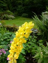 Ornamental bright yellow lupine spike with its clusters of flowers growing in a lush green garden in a close up view