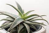 Variegated aloe growing in a flowerpot with patterned toothed leaves in close up over white