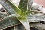Close up on the variegated leaves of an aloe plant viewed from the top down in full frame