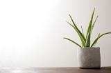 Potted aloe vera plant on a wooden table against a high key white wall with copy space