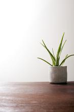 Potted aloe vera plant indoors on a wooden table with copy space viewed low angle against a white wall