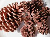 Assorted pine cones in different sizes heaped in a pile on white, close up view from above