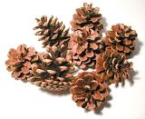 Collection of dried pine cones in a random arrangement on a white background, high angle view