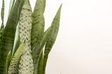 Ornamental variegated leaves of a Snake Plant or Sansevieria in close up isolated over white as a side border with copy space