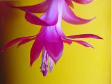 Close up of the petals and stamens of a pretty pink cactus flower over a yellow background