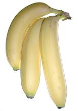 Bunch of three healthy tasty looking fresh ripe bananas isolated on white
