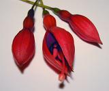 Colorful red and purple Fuchsia flower flanked by two buds arranged on a white background, close up high angle view