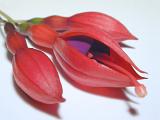Red and purple fuchsia flower with two buds lying on a white background at an oblique diagonal angle