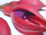 Partially opened red and purple fuchsia flower lying on a white background in a close up view
