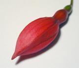 Single unopened red bud of a fuchsia flower pointing diagonally towards the camera over a white background