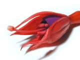 Close up of a red and purple fuchsia flower lying diagonally on a white background with stamen and pistil detail