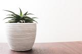 Potted aloe plant in a decorative ridged white flowerpot on a table against a high key background with copy space