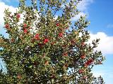 Holly tree covered with bright red berries against a sunny cloudy blue sky, symbolic of the Christmas festive seson